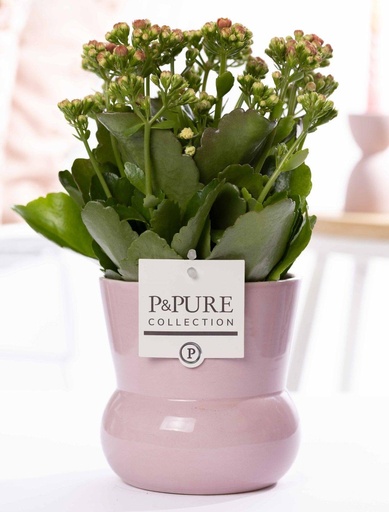 "Rosen-Kalanchoe (Kalanchoe rosei) – pflegeleichte Zimmerpflanze, Topf-Ø 12 cm, Höhe ca. 27 cm image"