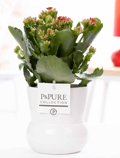 "Flammendes Kätchen (Kalanchoe blossfeldiana) – pflegeleichte Zimmerpflanze, Topf-Ø 12 cm, Höhe ca. 27 cm image"