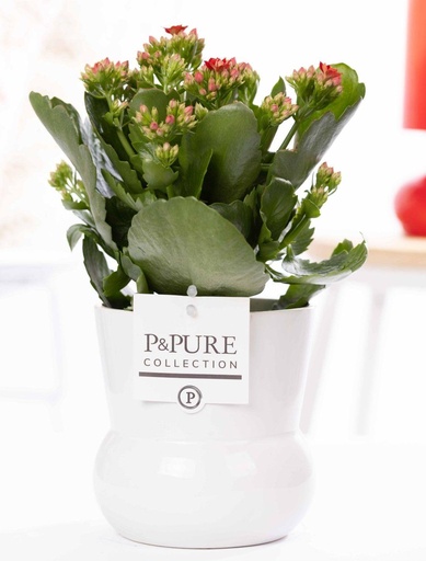 "Flammendes Kätchen (Kalanchoe blossfeldiana) – pflegeleichte Zimmerpflanze, Topf-Ø 12 cm, Höhe ca. 27 cm image"