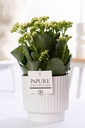 Kalanchoe White In P&PURE Ivy Ceramics - Ø12cm - ↕27cm
