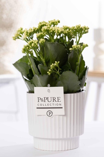 "Flammendes Kätchen (Kalanchoe blossfeldiana) – pflegeleichte Zimmerpflanze, Topf-Ø 12 cm, Höhe ca. 27 cm image"