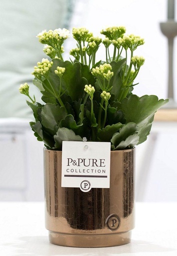 "Kalanchoe White In P&PURE Juliette Ceramics Goldbronze - Ø12cm - ↕27cm image"