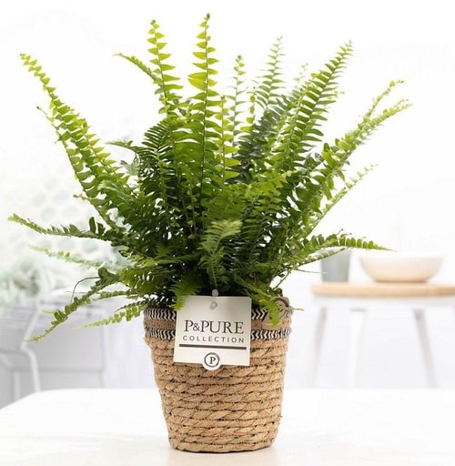 "Nephrolepis Green Lady In P&PURE Basket - Ø12cm - ↕35cm image"