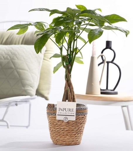"Pachira Aquatica In P&PURE Basket - Ø12cm - ↕45cm image"