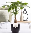 Pachira Aquatica In P&PURE Ceramics Liv - Ø12cm - ↕45cm