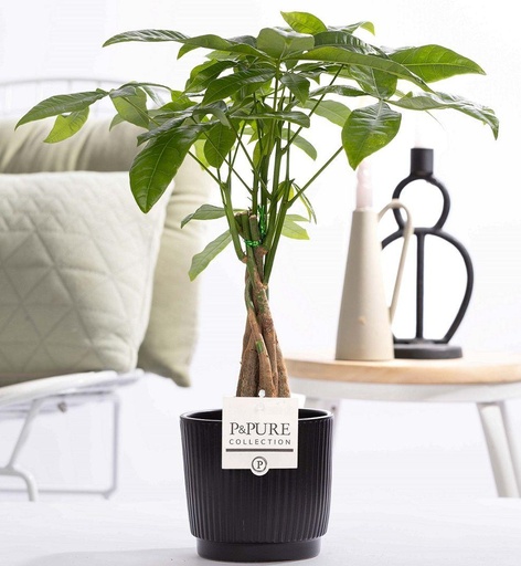 "Pachira Aquatica In P&PURE Ceramics Liv - Ø12cm - ↕45cm image"