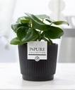 Peperomia Raindrop im P&PURE Liv Keramiktopf Matt Schwarz - Ø12cm - ↕25cm