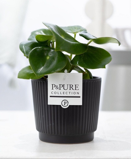 "Peperomia Raindrop im P&PURE Liv Keramiktopf Matt Schwarz - Ø12cm - ↕25cm image"