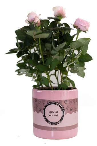 "Rosa Light Pink In P&PURE "SPECIAL POUR TOI" Verpakking - Ø12cm - ↕30cm image"