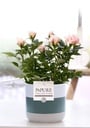 Rosa Light Pink In P&PURE Lauren Ceramics - Ø12cm - ↕30cm