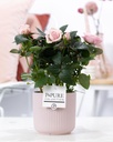 Rosa Light Pink In P&PURE Sophie Ceramics Pink - Ø12cm - ↕30cm