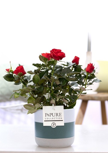 "Roth's Rose (Rosa rothii) – winterharte Strauchrose, Topf-Ø 12 cm, Höhe ca. 30 cm image"