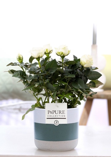 "Weiße Rose (Rosa) – winterharte Blühpflanze, Topf-Ø 12 cm, Höhe ca. 30 cm image"