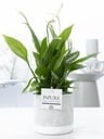 Spathiphyllum In P&PURE Jade Ceramics - Ø12cm - ↕35cm