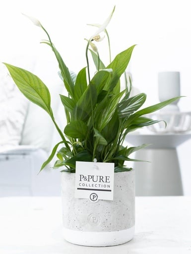"Einblatt (Spathiphyllum wallisii) – pflegeleichte Zimmerpflanze, Topf-Ø 12 cm, Höhe ca. 35 cm image"