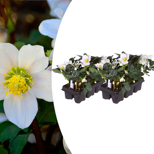 "Helleborus niger ‘Christmas Carol’ – 12 Christrosen im Set (2 x Sixpack) image"