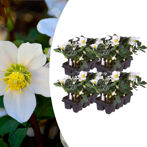 "Christrose (Helleborus niger) – winterharte Staude image"
