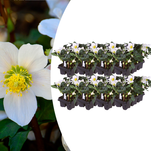 "Helleborus niger ‘Christmas Carol’ – 48 Christrosen im Set (8 x Sixpack) image"