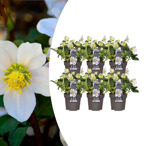 "6 x Helleborus niger 'Christmas Carol' Pflanzen | Ø 12 cm | ↕ 20 cm image"