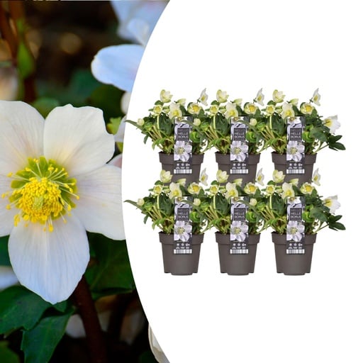 "Christrose 'Christmas Carol' 6er-Set (Helleborus niger) – winterharte Staude, Topf-Ø 12 cm, Höhe ca. 20 cm image"