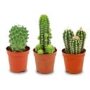 Mini Kakteen Set - 3 Stück - Ø 5.5 cm - Höhe: 5-10 cm