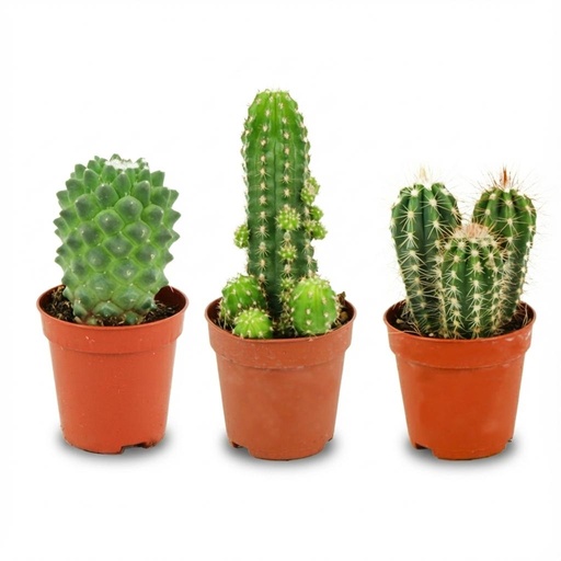 "Mini Kakteen Set - 3 Stück - Ø 5.5 cm - Höhe: 5-10 cm image"