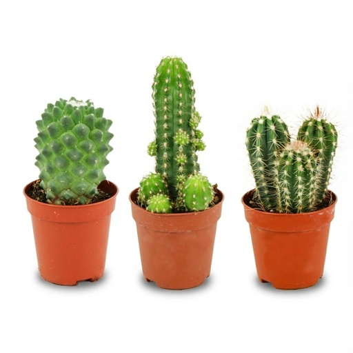 "Mini-Kakteen 3er-Set – pflegeleichte Zimmerpflanzen, Topf-Ø 5,5 cm, Höhe ca. 5–10 cm image"