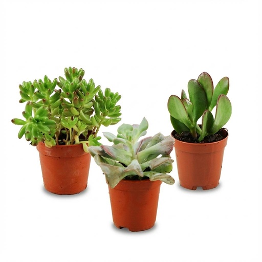 "Mini Sukkulenten Mix - 3 Stück - Ø 5,5 cm - Höhe: 5-10 cm image"