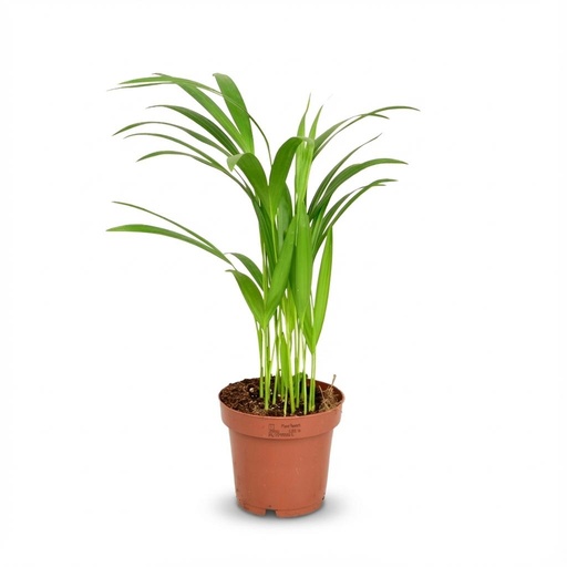 "Areca Dypsis Lutescens Goldfruchtpalme - Ø 12 cm - Höhe: 40 cm image"