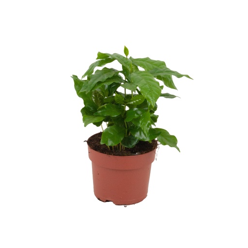 "Coffea Arabica - Ø 12 cm - Höhe: 20 - 25 cm image"