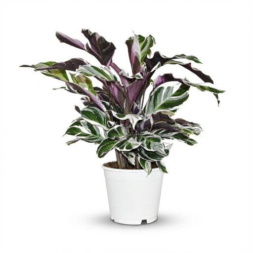 "Calathea Fushion White - Ø 14 cm - Höhe: 35 - 40 cm image"