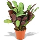 Ctenanthe Amagris - Ø 14 cm - Höhe: 35 - 40 cm
