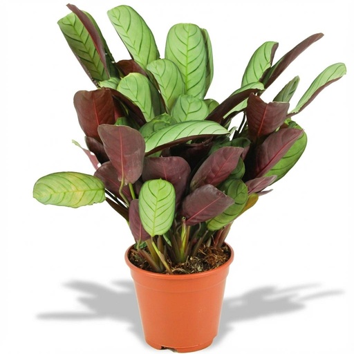 "Ctenanthe Amagris - Ø 14 cm - Höhe: 35 - 40 cm image"