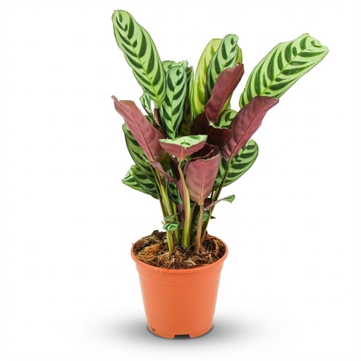 "Ctenathe Burle-Marxii - Ø 14 cm - Höhe: 35 - 40 cm image"