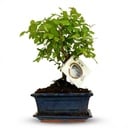 Bonsai Kugelform Baum - Höhe: 25-30 cm (Keramik-Mix)