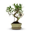 Bonsai S-Form Baum - Ø 15 cm - Höhe: 30-35 cm (Keramik-Mix)