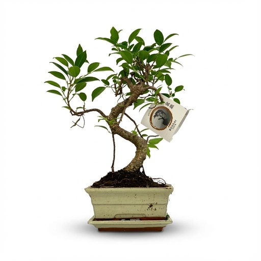"Bonsai S-Shape Tree - Ø 15 cm - Height: 30-35 cm (Ceramic Mix) image"