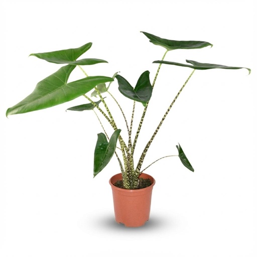 "Alocasia Zebrina - Ø 21 cm - Höhe: 70 - 75 cm image"