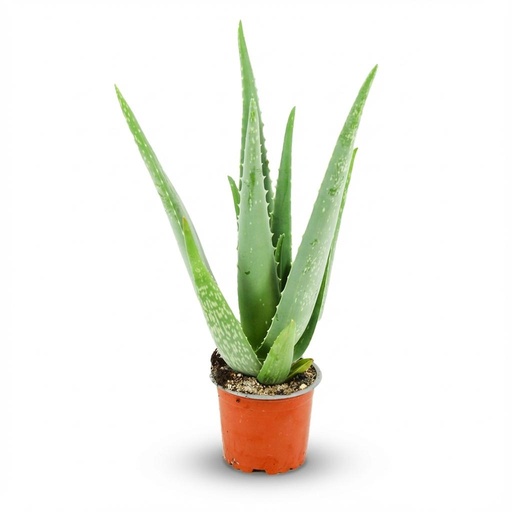 "Aloë Vera - Ø 10,5 cm - Höhe: 35 - 40cm image"
