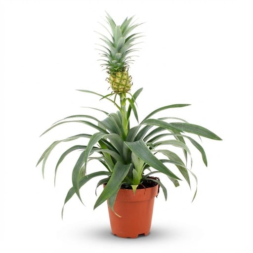 "Ananaspflanze Mi Amigo - Ø 12 cm - Höhe: 35 - 40 cm image"