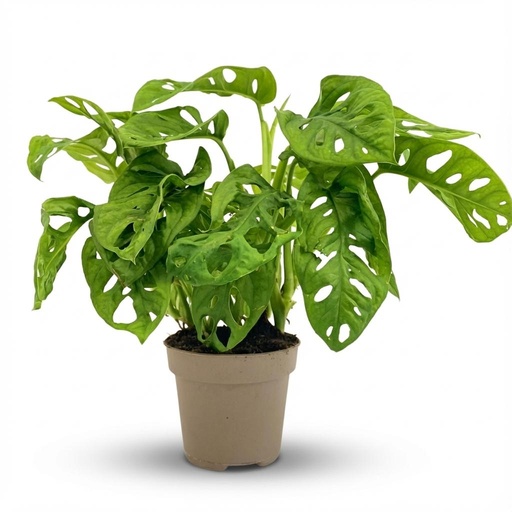 "Monkey Leaf (Monstera adansonii) – pflegeleichte Zimmerpflanze, Topf-Ø 12 cm, Höhe ca. 12 cm image"
