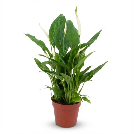 "Einblatt (Spathiphyllum wallisii) – pflegeleichte Zimmerpflanze, Topf-Ø 12 cm, Höhe ca. 12 cm image"