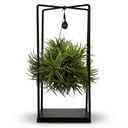 Tillandsia Luftpflanze im Dekor - Ø 14 cm - Höhe: 30 cm