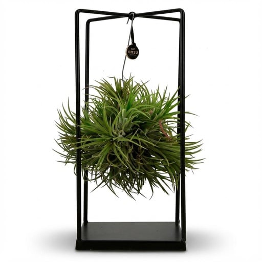 "Tillandsia Luftpflanze im Dekor - Ø 14 cm - Höhe: 30 cm image"
