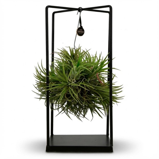 "Tillandsie (Tillandsia) – pflegeleichte Zimmerpflanze, im Dekotopf, Topf-Ø 14 cm, Höhe ca. 30 cm image"