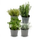 Italienische Kräutermischung - 4 Stück - Ø 12 cm - Höhe: 12-15 cm