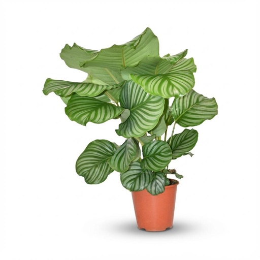 "Orbifolia-Korbmarante (Calathea orbifolia) – pflegeleichte Zimmerpflanze, Topf-Ø 19 cm, Höhe ca. 19 cm image"