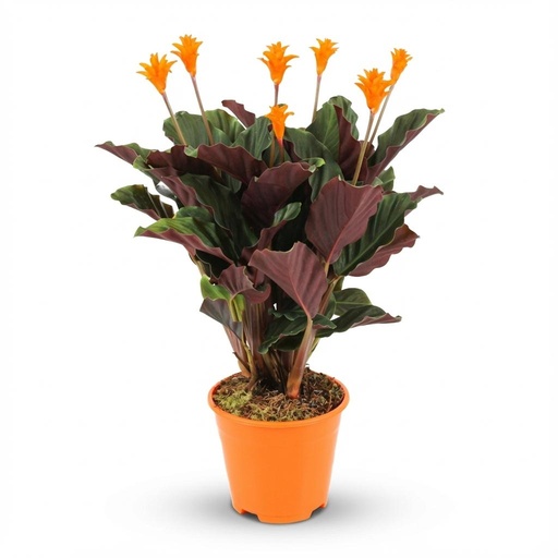 "Calathea Crocata - Ø 14 cm - Höhe: 40 - 45cm image"