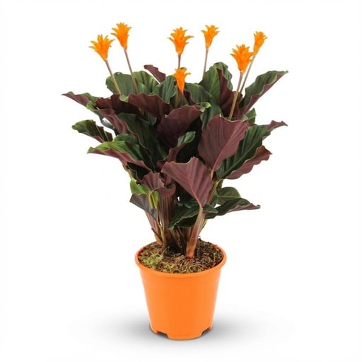 "Safran-Korbmarante (Calathea crocata) – pflegeleichte Zimmerpflanze, Topf-Ø 14 cm, Höhe ca. 14 cm image"