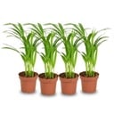 4x Areca Dypsis Lutescens Goldfruchtpalme - Ø 12 cm - Höhe: 40 cm
